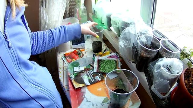 Взошли семена на туалетной бумаге. Способ посева семян на туалетную бумагу в кипяток. смотреть онлайн