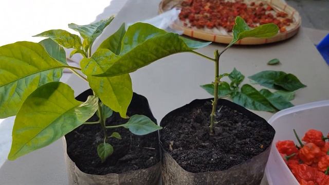How to prune peppers like Carolina Reaper and Habanero Part 1 смотреть онлайн