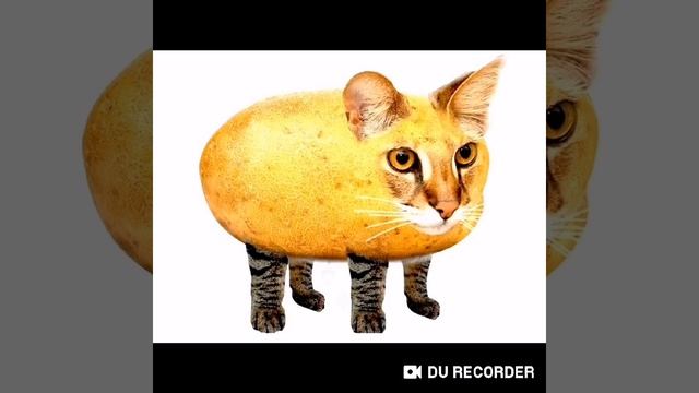 #Мышка сосиска собачка жвачка кошка картошка Ку-ку я немношка смотреть онлайн