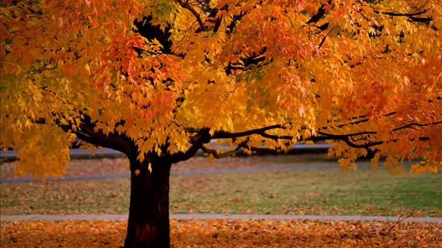 Ennio Morricone-chi mai смотреть онлайн