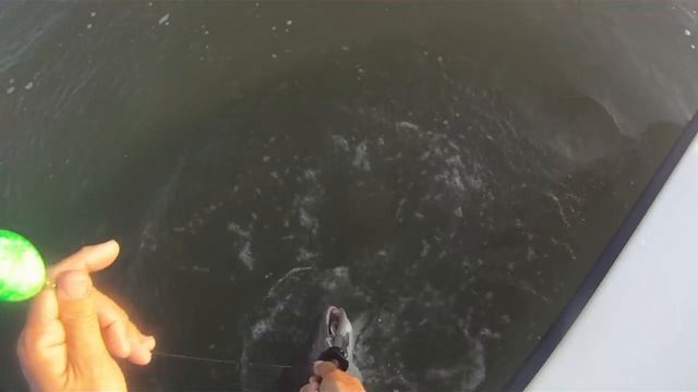 Hilton Head Cobia Fishing - Off The Hook Charters смотреть онлайн