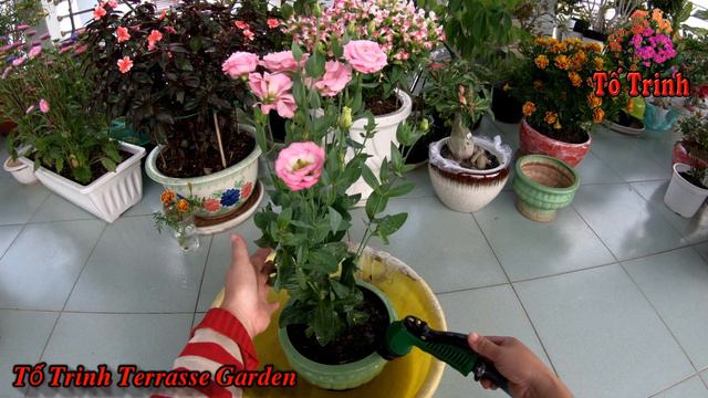 Thay Đất Sang Chậu Cây Hoa Cát Tường Hồng Cho Hoa Nở Đẹp / Eustoma Russellianum смотреть онлайн