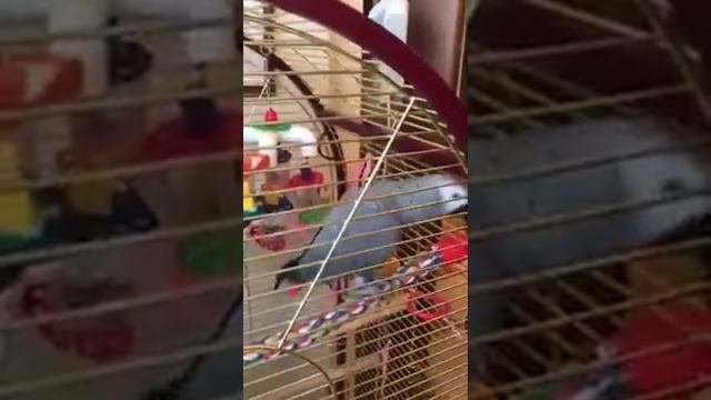 Попугай подражает телефону смотреть онлайн