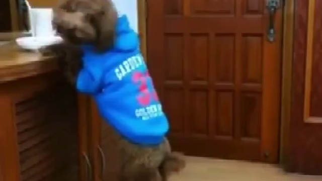 хитрый пудель смотреть онлайн