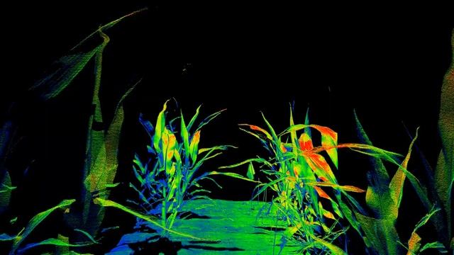 Fly-through of sorghum field generated by a 3D laser scanner смотреть онлайн