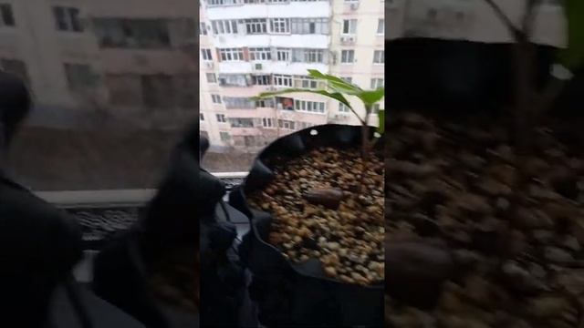 Дуб на черном трюфеле смотреть онлайн