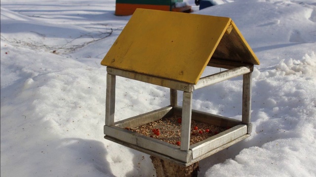 Участие в городском природоохранном месячнике «Столовая для пернатых» в МБДОУ «Д/С №16» смотреть онлайн