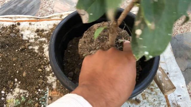 HOW TO REPOT CAMELLIA PLANT #camellia #plantcare смотреть онлайн