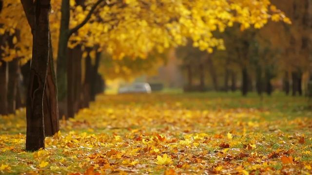 fall background video смотреть онлайн