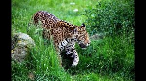 Звук дикого животного: ягуар.Рык ягуара