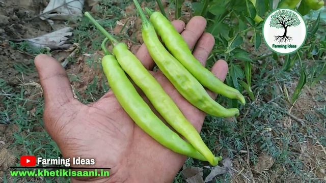 What Is Plant Growth Stimulator Bio Stimulant for Agriculture Use ?