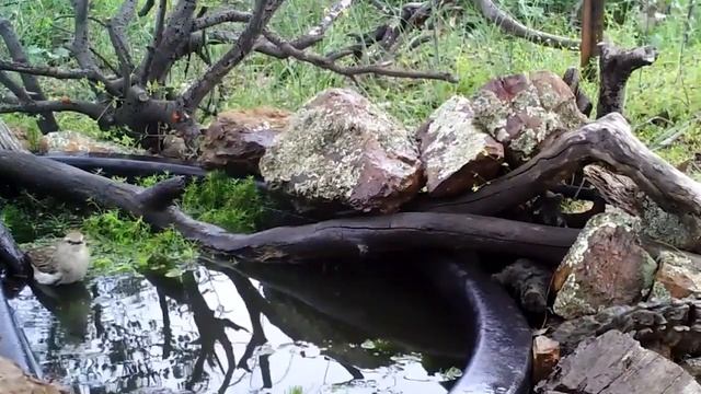 про перелетных птиц