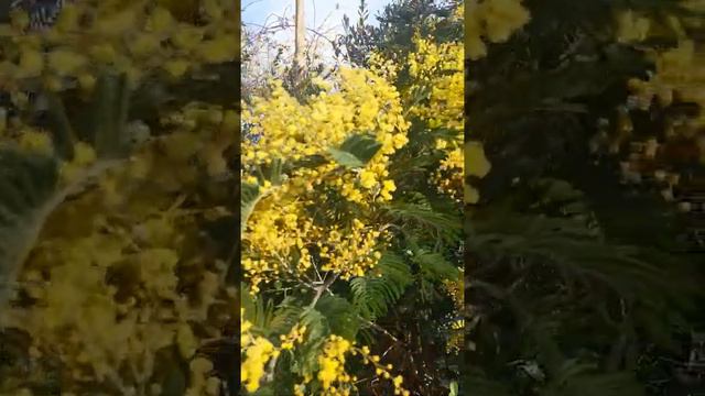 Мимоза в Сочи смотреть онлайн