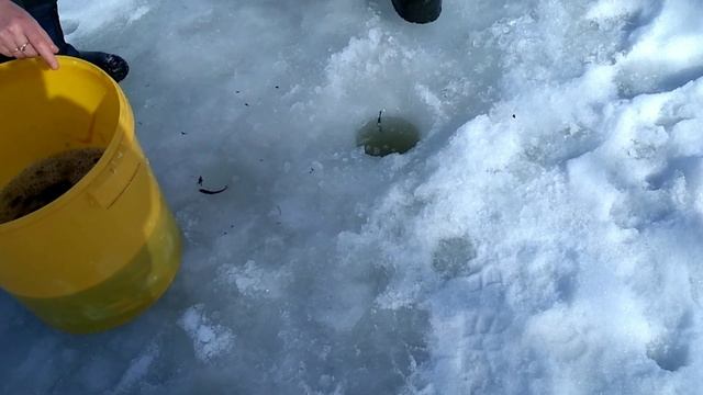 Хапуга в действии. Ловля малька. смотреть онлайн