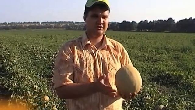 Дыня Монарх F1 - Enza Zaden смотреть онлайн