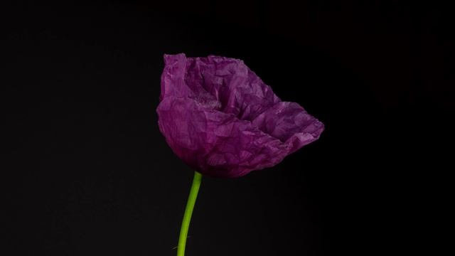 4K OLED black - test 2 смотреть онлайн
