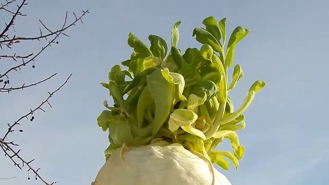 КАК ЦВЕТЕТ КАПУСТА смотреть онлайн