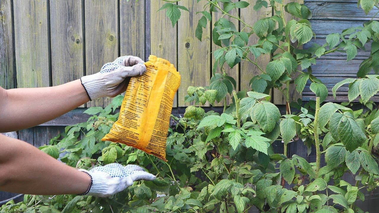 10 секретов по малине осенью после которых заваливает урожаем !Уход подкормка обрезка малины осенью. смотреть онлайн