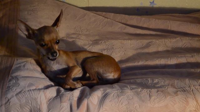 "Small history" Моцарт-песня ангелов/Поющая собака))) смотреть онлайн