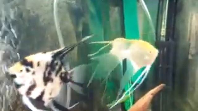 Золотые вуалевые скалярии смотреть онлайн