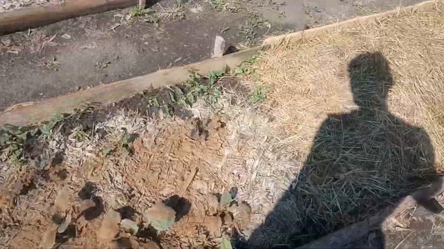 Табачная пыль и крестоцветная блошка