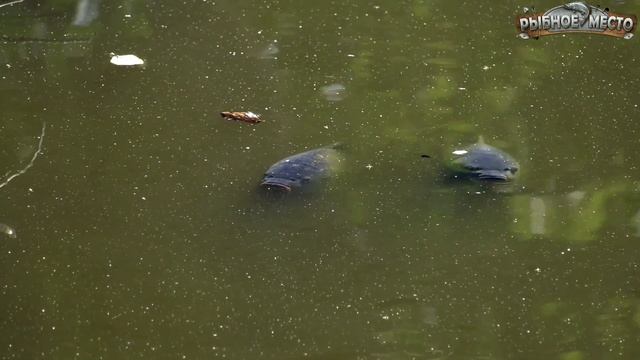 Карп сходит с ума от этих насадок. Чтобы быть всегда с уловом нужно... смотреть онлайн