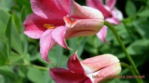 Клематис ботанический Дачес оф Албани ? обзор: как сажать, саженцы клематиса Дачес оф Албани