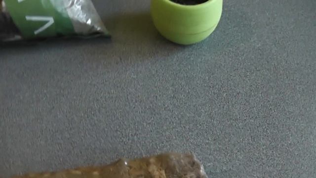 Королевская стрелиция после пересадки/ Бутылочное дерево пора пересадить в больший горшок/ Часть 3/ смотреть онлайн