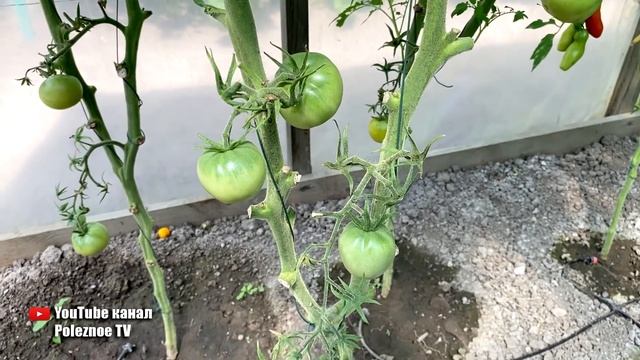 ХИТРЫЙ ПРИЁМ НА ТОМАТАХ ПОСЛЕ КОТОРОГО ПОМИДОРЫ ВМИГ СОЗРЕВАЮТ смотреть онлайн