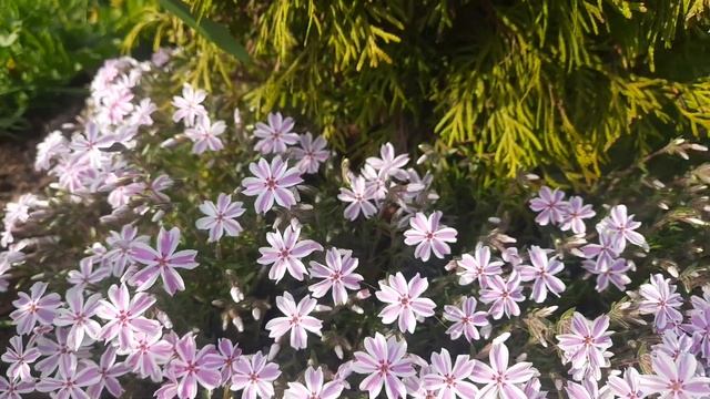 Почему на участке погибают деревья?! Княжик не сохранил старые побеги. смотреть онлайн