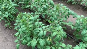 Томат в теплице. TL 18304 и Мануза. 30 дней после высадки. Удобрения под корень и по листу.