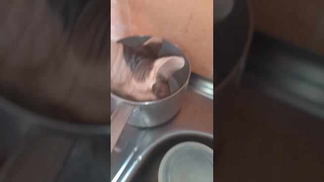 ЗЕФИР БОРИСЕНКО СКЛЕРОЗОМ СТРАДАЕТ ИЗ-ЗА СТАРОСТИ смотреть онлайн