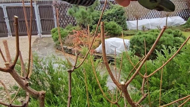 Обрезка метельчатой гортензии осенью. смотреть онлайн