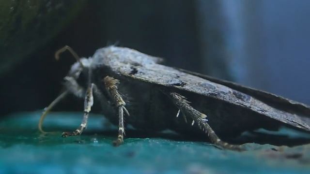 Бабочки. Ночной Мотылёк 2 смотреть онлайн