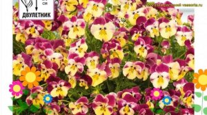 Виола ампельная Кул Вейв Стробери Свирл. Краткий обзор viola hybrida Kul Vejv Stroberi Svirl