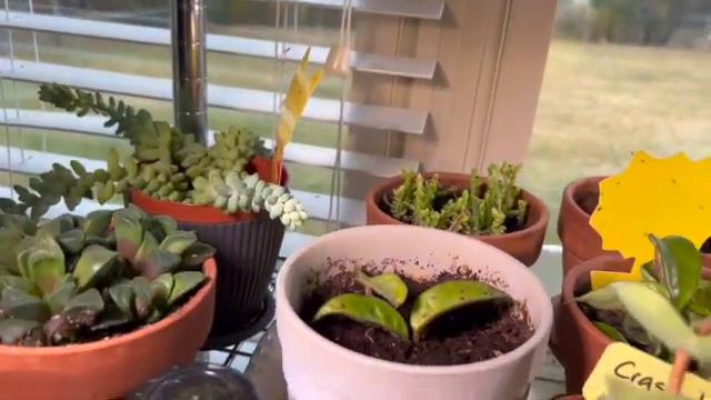 Plant Tour!! Episode 33 Season 3 смотреть онлайн