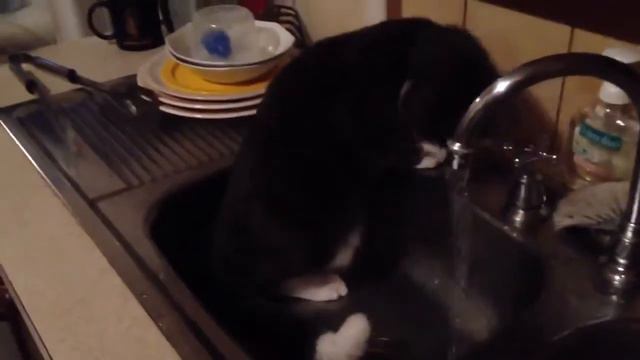 Кот в мойке смотреть онлайн