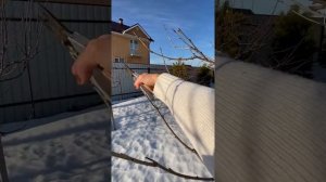 Весенняя обрезка черешни. Сорта Ипуть, Ревна. 2 марта.