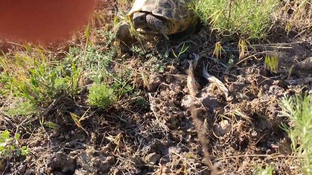 Черепахи в горах Казахстана смотреть онлайн