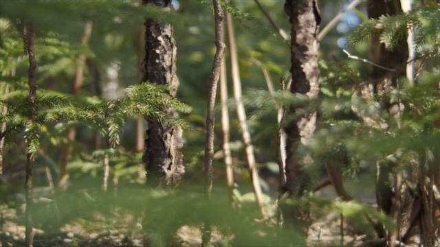 Расслабляющая музыка для глубокого сна • Гарантированное засыпание за 30 минут смотреть онлайн