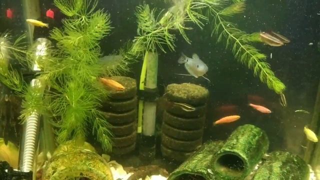 Победа над гидрами в аквариуме с помощью гурами