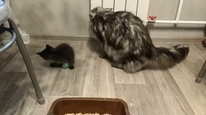 Котята мейн-кун 1 месяц