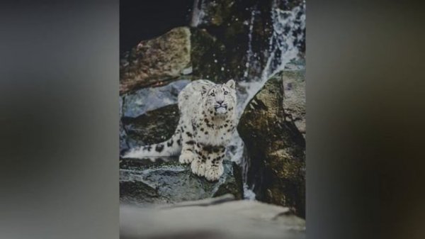 GREY WOLF VS SNOW LEOPARD - Who would win?