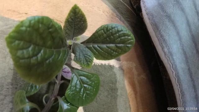 Плектрантус, Комнатная Мята, Видео, Как ухаживать смотреть онлайн