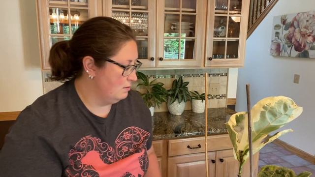 Unboxing: Variegated Fiddle Leaf Fig (Ficus Lyrata)