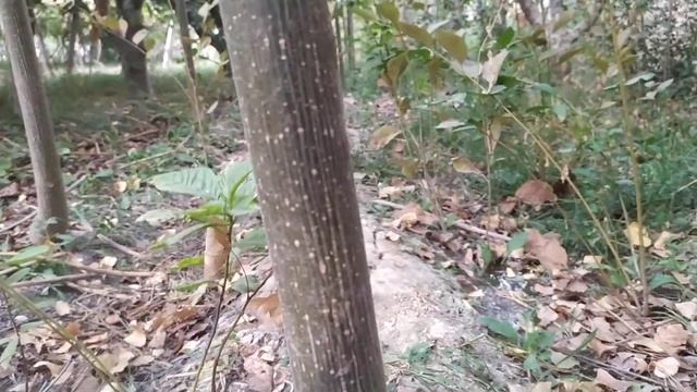 Pavloniya | Павлония | Paulownia ShanTong Tomentose Daraxti Parvarishlash Tajriba Foyda #topbiznes