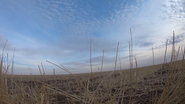 Охота на Гуся в Казахстане 2021год. Много налетов! GOOSE HUNTING. Goose flide the raid. смотреть онлайн