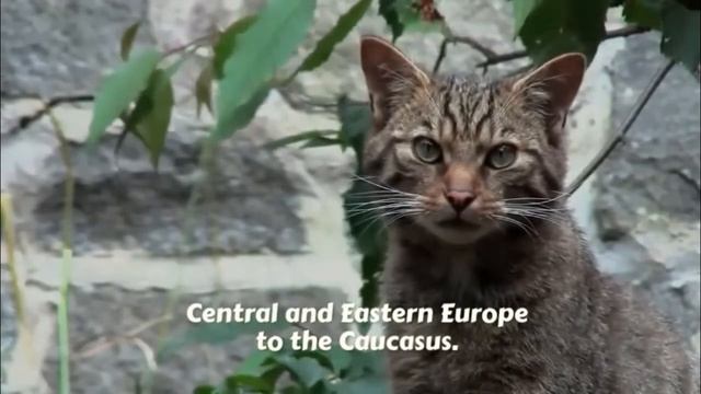 European wildcat (Felis silvestris silvestris) смотреть онлайн