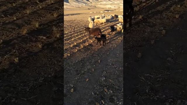 Романовская порода овец против дагестанской. смотреть онлайн