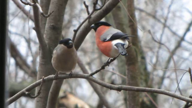 Снегири целуются | Bullfinches in love смотреть онлайн